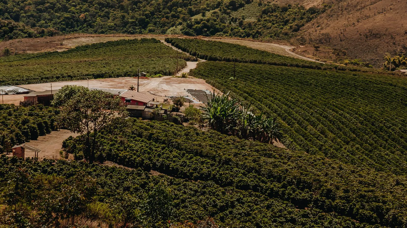 Vista do Sítio Lageado, com a lavoura de café e a sede entre os morros