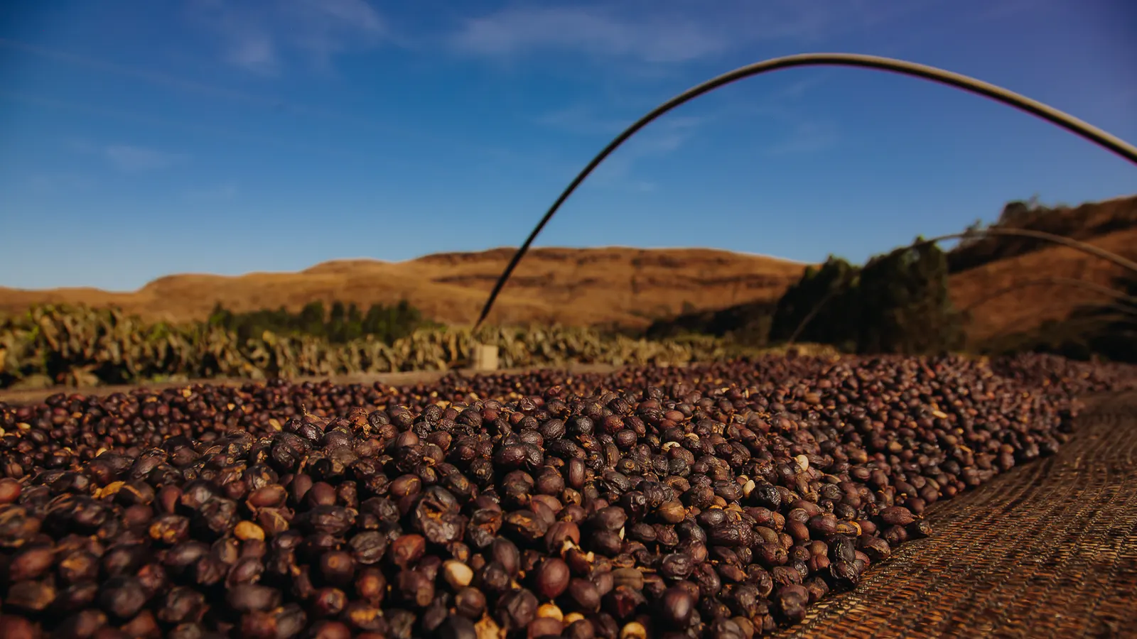 Café secando no terreiro suspenso com os morros da Serra da Canastra ao fundo